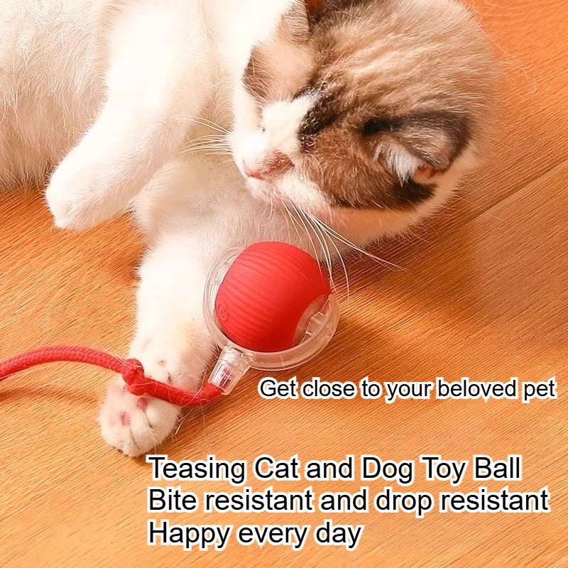 Dog and cat toys, ball, durable, self-entertainment,