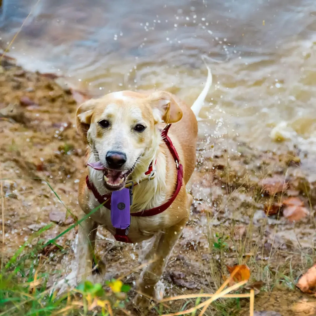 Pet Dog Poop Bag Dispenser